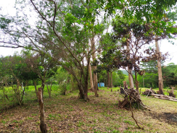 Terreno - Venda - Lami - Porto Alegre - RS